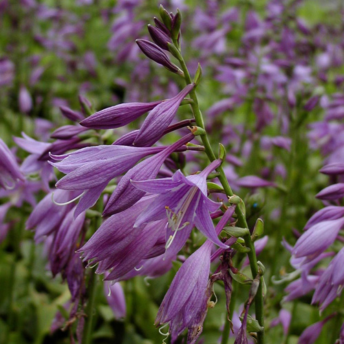 HOSTA 'Betsy King' HOSTA 'Betsy King'