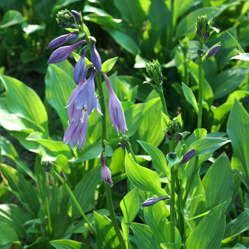 HOSTA 'Betsy King' HOSTA 'Betsy King'