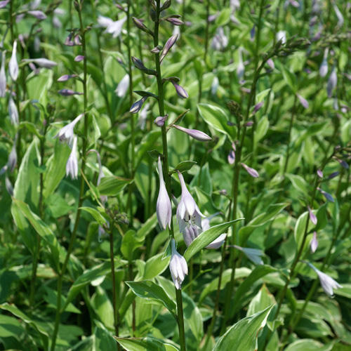 HOSTA decorata f. decorata HOSTA decorata f. decorata