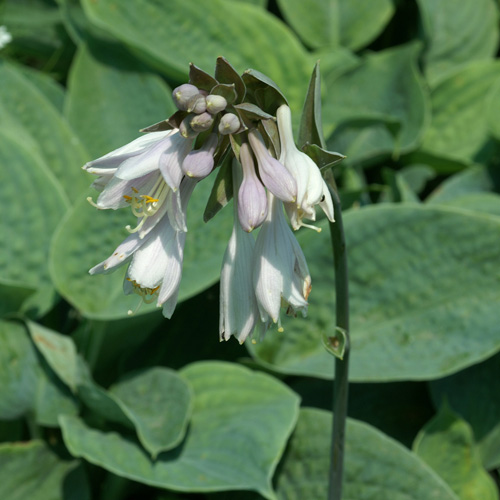 HOSTA 'Elegans' (Sielboldiana Group) HOSTA 'Elegans' (Sielboldiana Group)