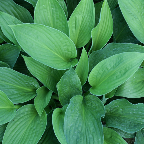 HOSTA 'Fortunei Rugosa' HOSTA 'Fortunei Rugosa'