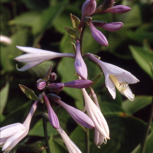 HOSTA 'Fortunei Rugosa' HOSTA 'Fortunei Rugosa'