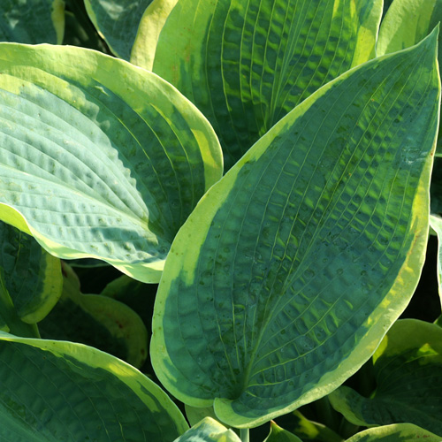 HOSTA 'Frances Williams' (Sielboldiana Group) HOSTA 'Frances Williams' (Sielboldiana Group)