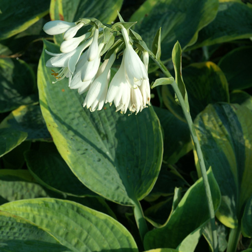 HOSTA 'Frances Williams' (Sielboldiana Group) HOSTA 'Frances Williams' (Sielboldiana Group)
