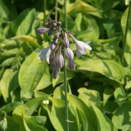 HOSTA 'Golden Medallion' HOSTA 'Golden Medallion'
