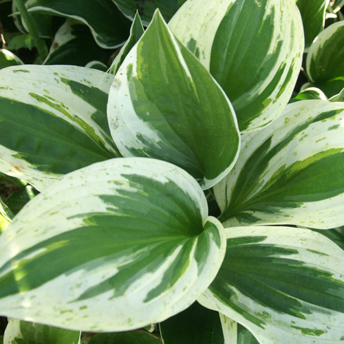 HOSTA 'Independence' HOSTA 'Independence'
