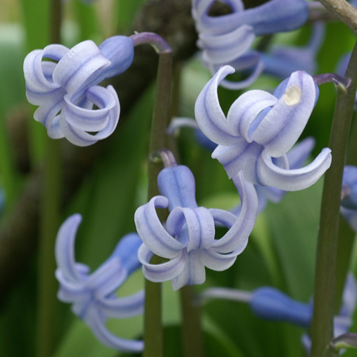 HYACINTHOIDES non-scripta (lot de 10) HYACINTHOIDES non-scripta (lot de 10)