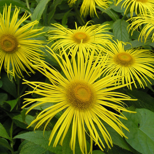 INULA orientalis (glandulosa) INULA orientalis (glandulosa)