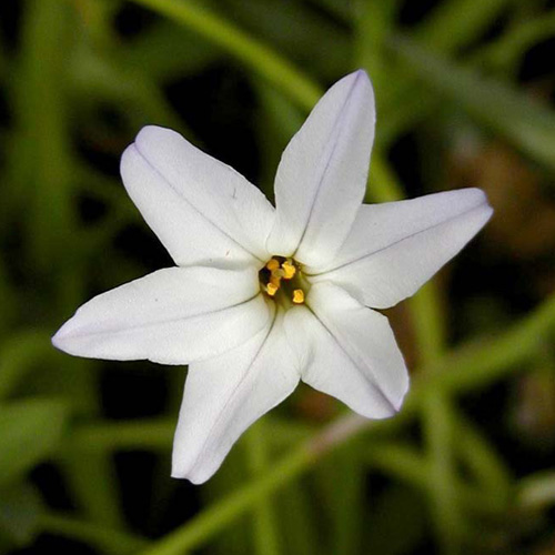 IPHEION uniflorum 'Album' IPHEION uniflorum 'Album'