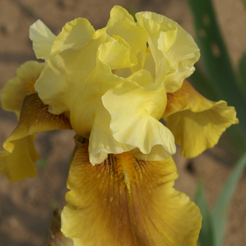 IRIS b-e 'Bayberry Candle' IRIS b-e 'Bayberry Candle'