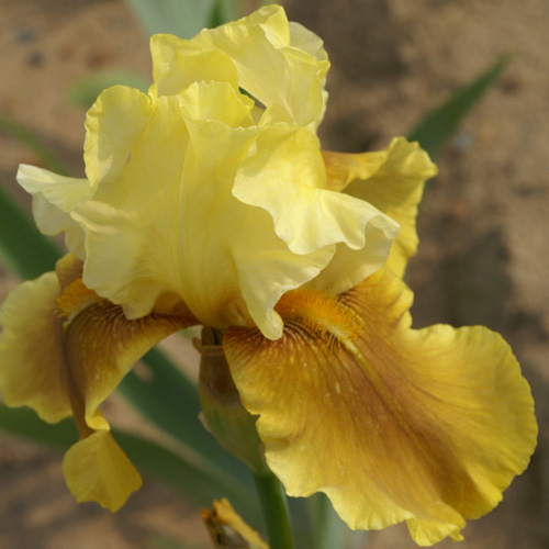 IRIS b-e 'Bayberry Candle' IRIS b-e 'Bayberry Candle'