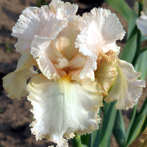 IRIS b-e 'Buffy' IRIS b-e 'Buffy'