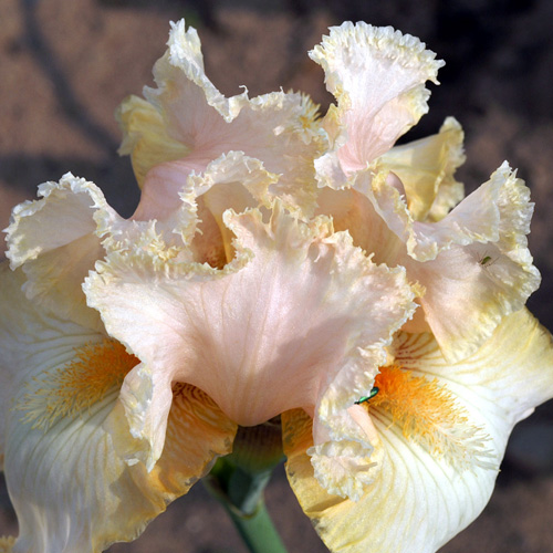 IRIS b-e 'Buffy' IRIS b-e 'Buffy'
