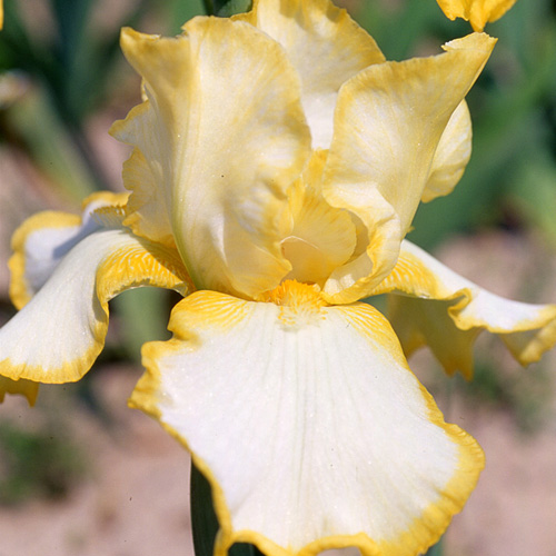 IRIS b-e 'Easter Time' IRIS b-e 'Easter Time'