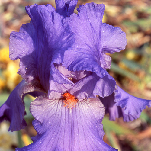 IRIS b-e 'Falbala' IRIS b-e 'Falbala'