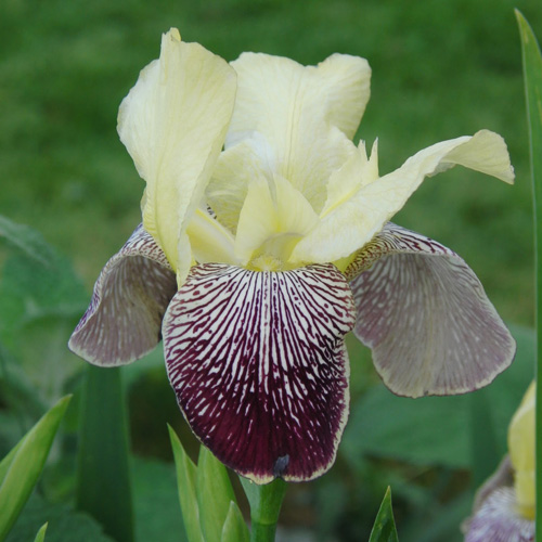 IRIS b-e 'Flaming Dragon' IRIS b-e 'Flaming Dragon'