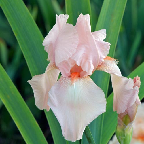 IRIS b-e 'Flamant Rose' IRIS b-e 'Flamant Rose'