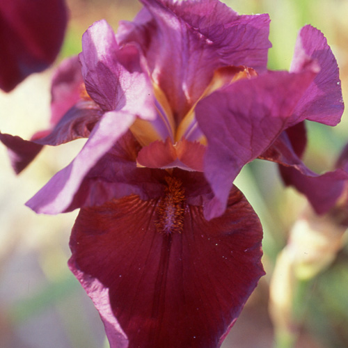IRIS b-e 'Garnet Robe' IRIS b-e 'Garnet Robe'
