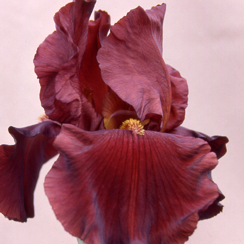 IRIS b-e 'Inferno' IRIS b-e 'Inferno'