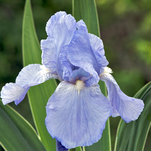 IRIS b-e 'Jane Philip' IRIS b-e 'Jane Philip'