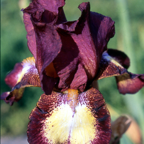 IRIS b-e 'Jet Fire' IRIS b-e 'Jet Fire'