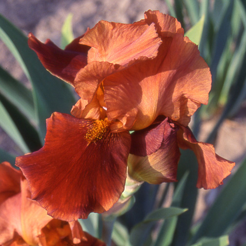 IRIS b-e 'Natchez Trace' IRIS b-e 'Natchez Trace'