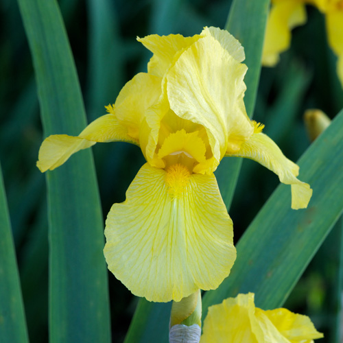 IRIS b-e 'Ola Kala' IRIS b-e 'Ola Kala'