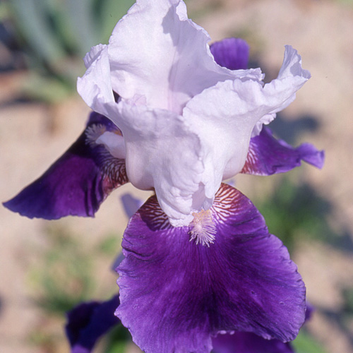 IRIS b-e 'Snow Mound' IRIS b-e 'Snow Mound'