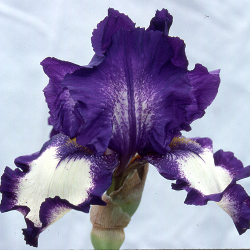 IRIS b-e 'Stepping Out' IRIS b-e 'Stepping Out'