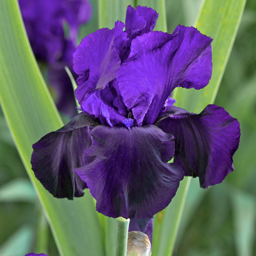 IRIS b-e 'Tuxedo' IRIS b-e 'Tuxedo'