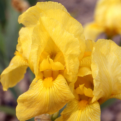 IRIS b-m 'Findelkind' IRIS b-m 'Findelkind'