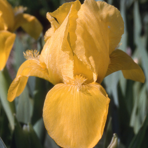 IRIS b-n 'Brassie' (Lilliput) IRIS b-n 'Brassie' (Lilliput)