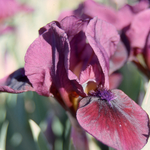 IRIS b-n 'Candy Apple' (Lilliput) IRIS b-n 'Candy Apple' (Lilliput)