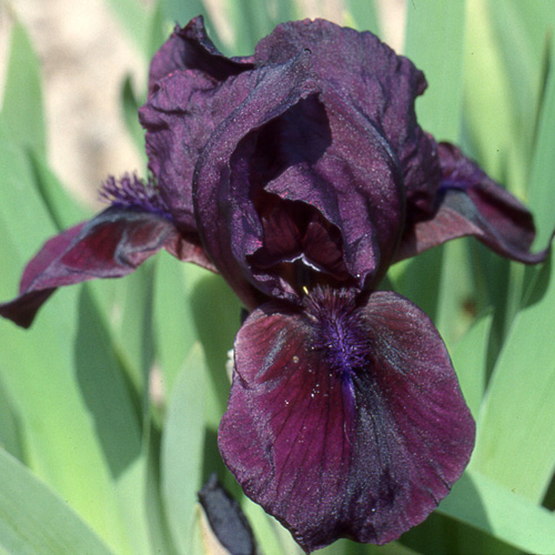 IRIS b-n 'Cherry Garden' (Lilliput) IRIS b-n 'Cherry Garden' (Lilliput)