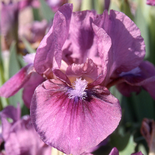IRIS b-n 'Color me Rose' (Lilliput) IRIS b-n 'Color me Rose' (Lilliput)