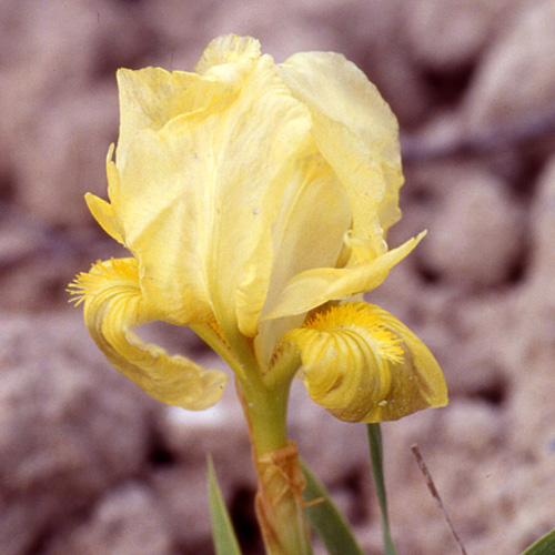 IRIS b-n 'Delicatissima' (pumila) IRIS b-n 'Delicatissima' (pumila)