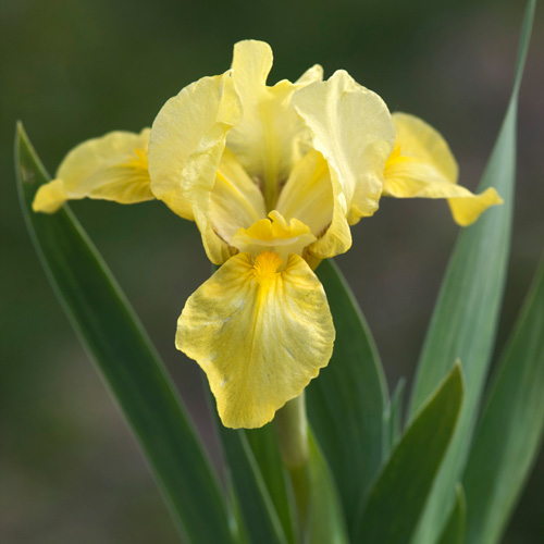 Plantes Vivaces IRIS b-n 'Fashion Lady' (pumila) - Iris des Jardins - Iris Pumila en vente - Pépinière Lepage