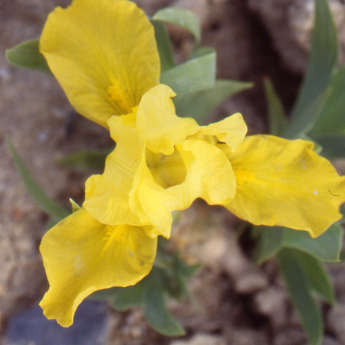 IRIS b-n 'Fashion Lady' (pumila) IRIS b-n 'Fashion Lady' (pumila)