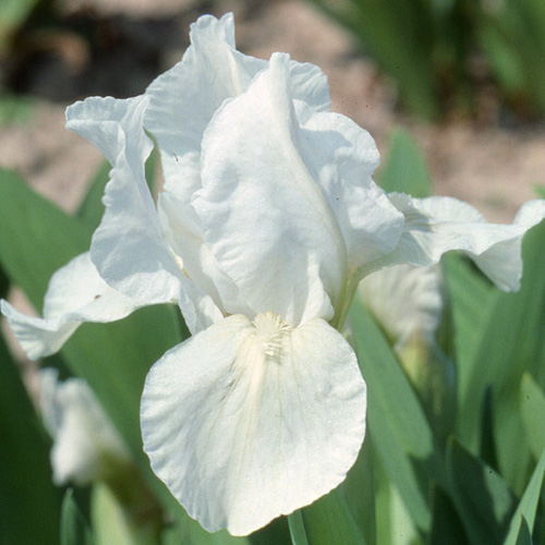 IRIS b-n 'Lilli-White' (Lilliput) IRIS b-n 'Lilli-White' (Lilliput)