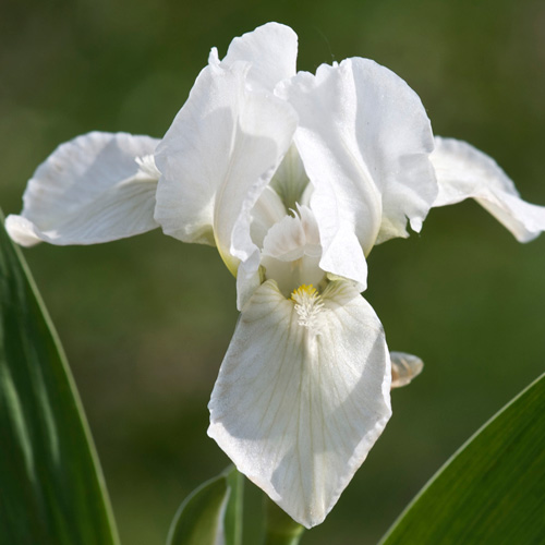 IRIS b-n 'Lilli-White' (Lilliput) IRIS b-n 'Lilli-White' (Lilliput)