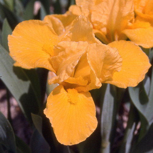 IRIS b-n 'Orange Capers' (Lilliput) IRIS b-n 'Orange Capers' (Lilliput)