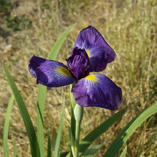 IRIS ensata 'Fuji-Yama' IRIS ensata 'Fuji-Yama'