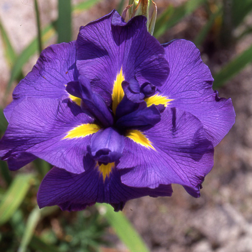 IRIS ensata 'Gei-sho-mi' IRIS ensata 'Gei-sho-mi'