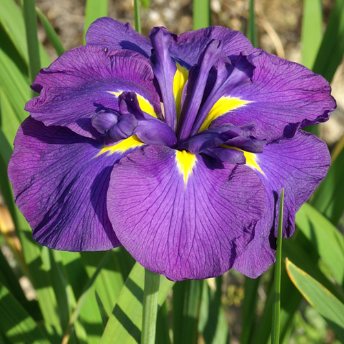 IRIS ensata 'Gei-sho-mi' IRIS ensata 'Gei-sho-mi'