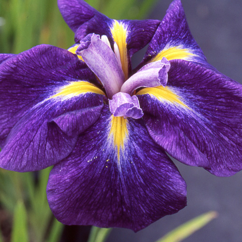 IRIS ensata 'Iedo Mishiski' IRIS ensata 'Iedo Mishiski'