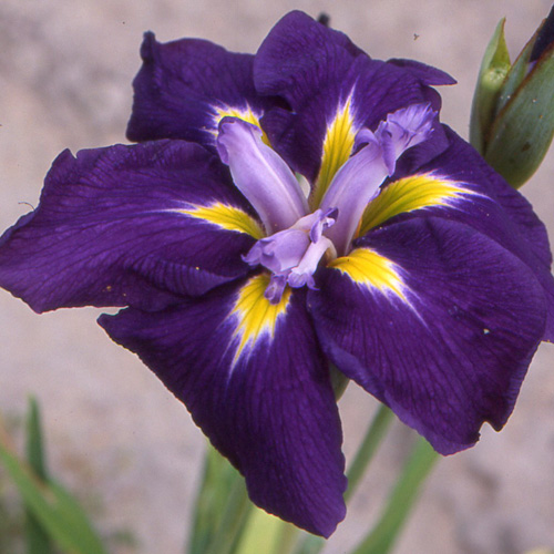 IRIS ensata 'Sensation' IRIS ensata 'Sensation'