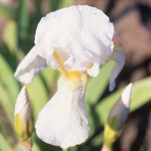 IRIS germanica 'Florentina' IRIS germanica 'Florentina'