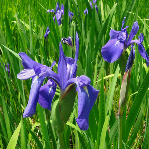 IRIS laevigata IRIS laevigata