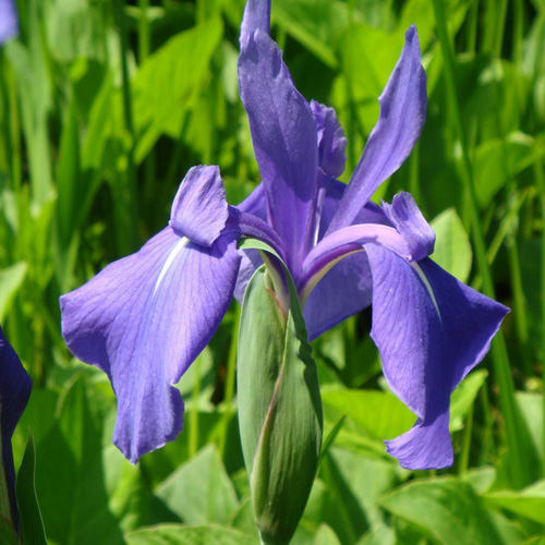 IRIS laevigata IRIS laevigata