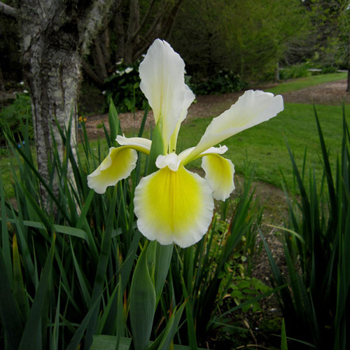 Plant d'Iris du Japon à fleur blanche - Pépinière des Carlines